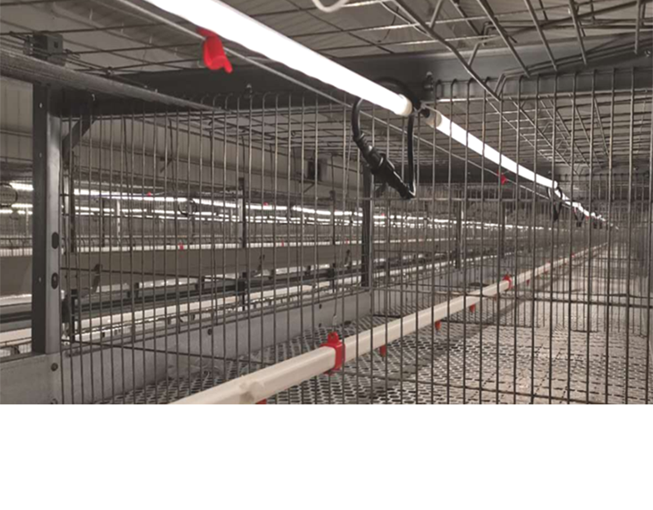 山东益生畜禽股份有限公司II